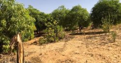 Jardin Productif de 4 Hectares 400 à Goroubi