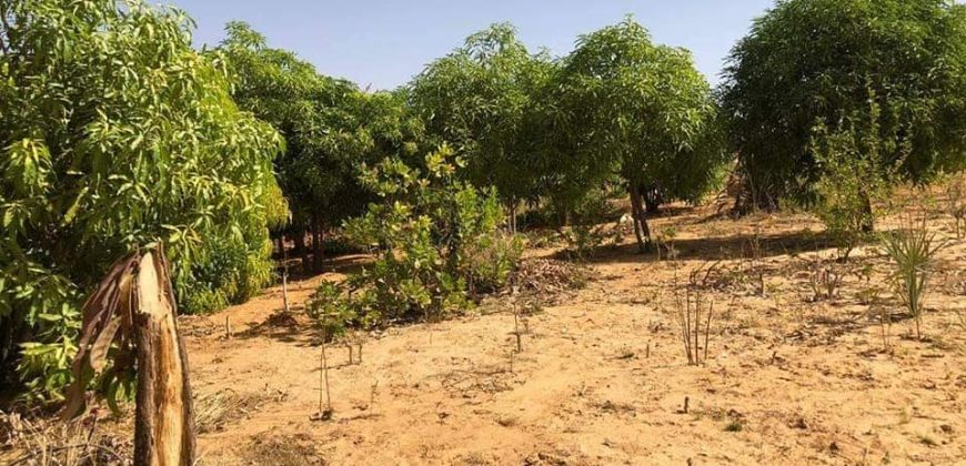 Jardin Productif de 4 Hectares 400 à Goroubi