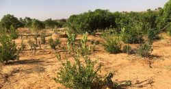 Jardin Productif de 4 Hectares 400 à Goroubi