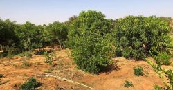 Jardin Productif de 4 Hectares 400 à Goroubi