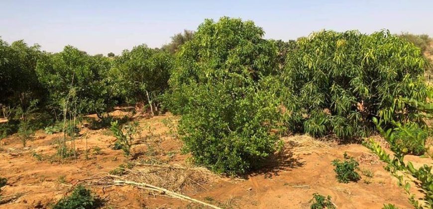 Jardin Productif de 4 Hectares 400 à Goroubi