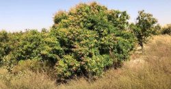 Jardin Productif de 4 Hectares 400 à Goroubi