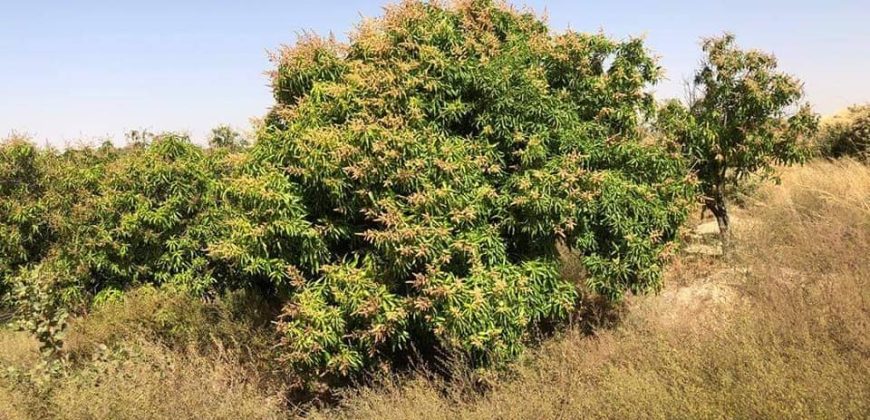 Jardin Productif de 4 Hectares 400 à Goroubi