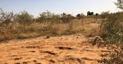 Jardin Productif de 4 Hectares 400 à Goroubi