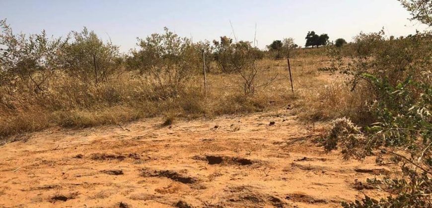 Jardin Productif de 4 Hectares 400 à Goroubi