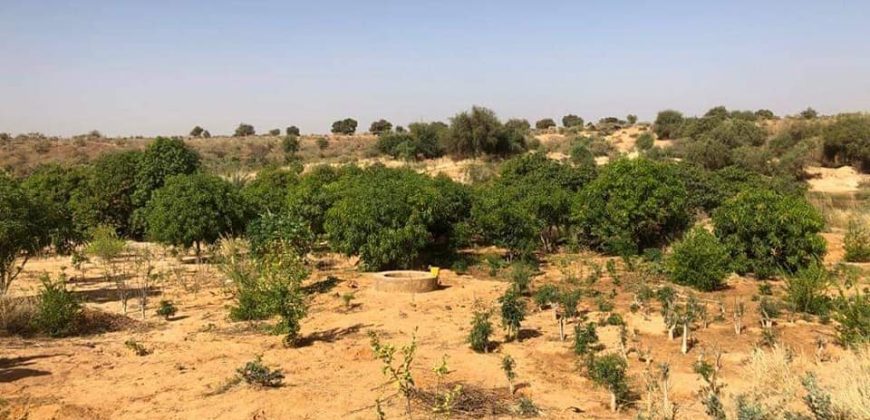 Jardin Productif de 4 Hectares 400 à Goroubi