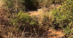 Jardin Productif de 4 Hectares 400 à Goroubi