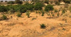 Jardin Productif de 4 Hectares 400 à Goroubi