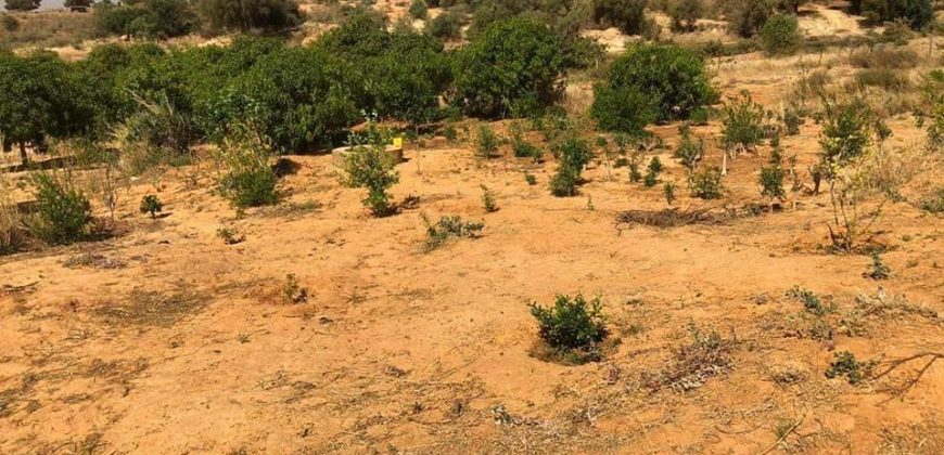 Jardin Productif de 4 Hectares 400 à Goroubi