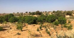 Jardin Productif de 4 Hectares 400 à Goroubi