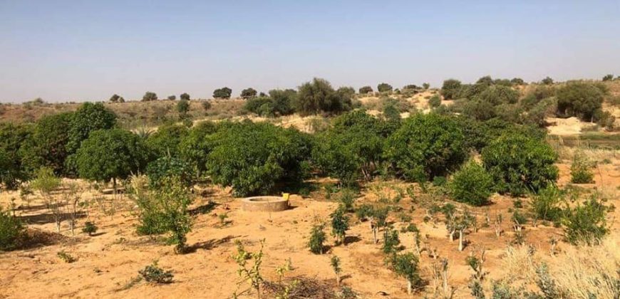 Jardin Productif de 4 Hectares 400 à Goroubi