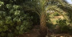 Jardin Productif de 4 Hectares 400 à Goroubi