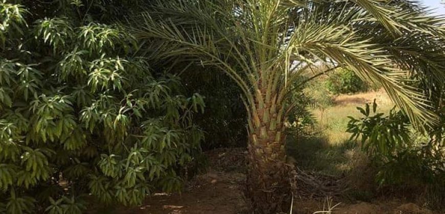 Jardin Productif de 4 Hectares 400 à Goroubi