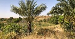 Jardin Productif de 4 Hectares 400 à Goroubi