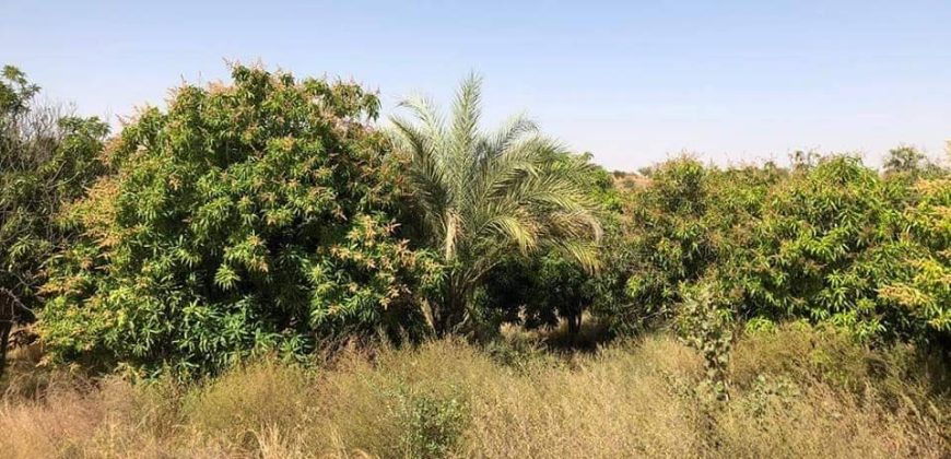 Jardin Productif de 4 Hectares 400 à Goroubi