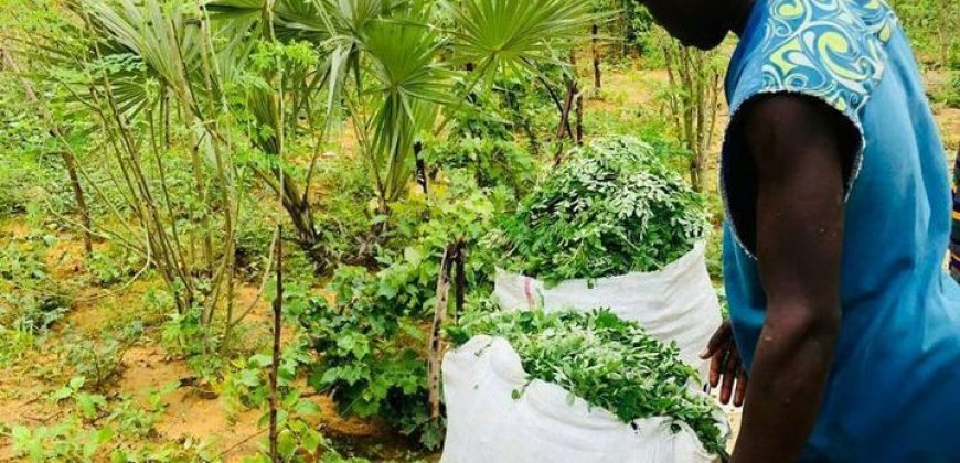 Jardin 1.5 Hectar vers CIMETIÈRE CHRÉTIENNE