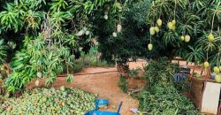 Jardin 1.5 Hectar vers CIMETIÈRE CHRÉTIENNE