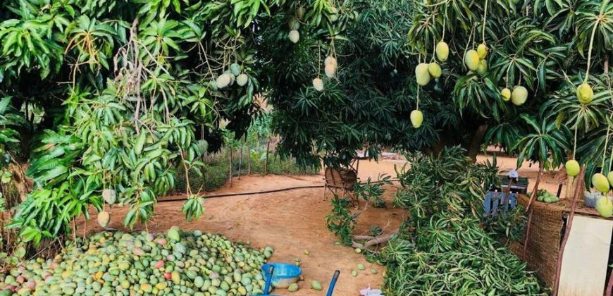 Jardin 1.5 Hectar vers CIMETIÈRE CHRÉTIENNE