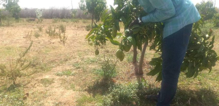 Jardin 2 Hectares, à 700 m au Sud de l’ Aéroport de Zinder