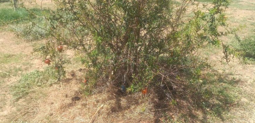 Jardin 2 Hectares, à 700 m au Sud de l’ Aéroport de Zinder