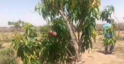 Jardin 2 Hectares, à 700 m au Sud de l’ Aéroport de Zinder