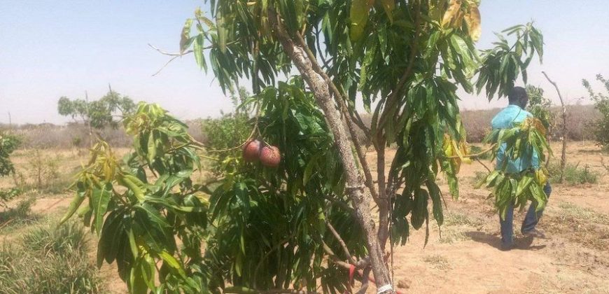 Jardin 2 Hectares, à 700 m au Sud de l’ Aéroport de Zinder