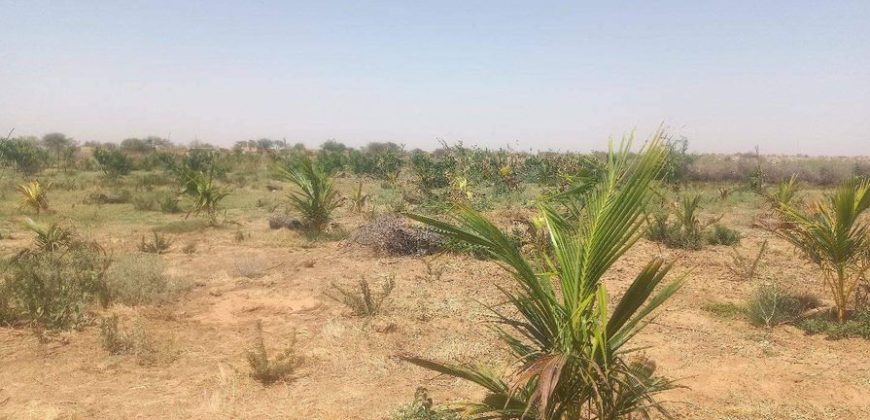 Jardin 2 Hectares, à 700 m au Sud de l’ Aéroport de Zinder