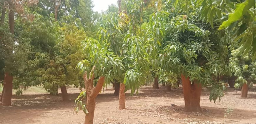 Grand Jardin + 1.5 Hectares, vers le Château d’eau