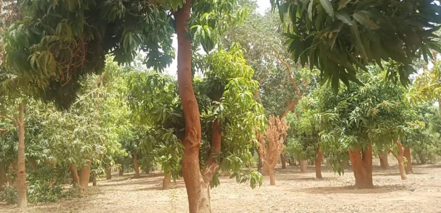 Grand Jardin + 1.5 Hectares, vers le Château d’eau