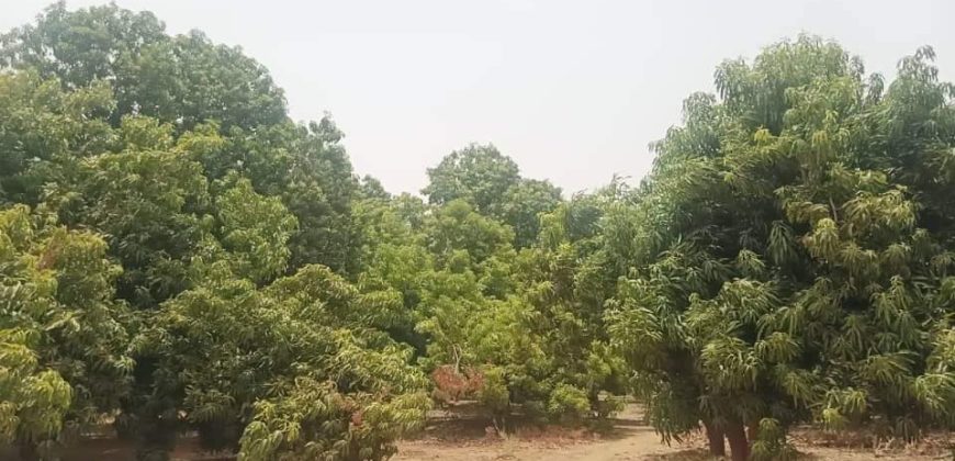 Jardin 1.5 Hectares, avec Puit et 4 Piscines