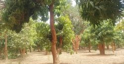 Jardin 1.5 Hectares, avec Puit et 4 Piscines