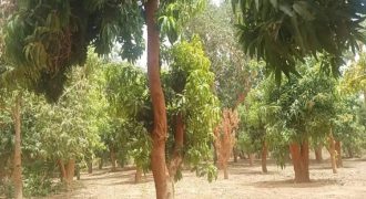 Jardin 1.5 Hectares, avec Puit et 4 Piscines