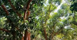 Jardin de 7000 m², au bord du Goudron Gamkalé