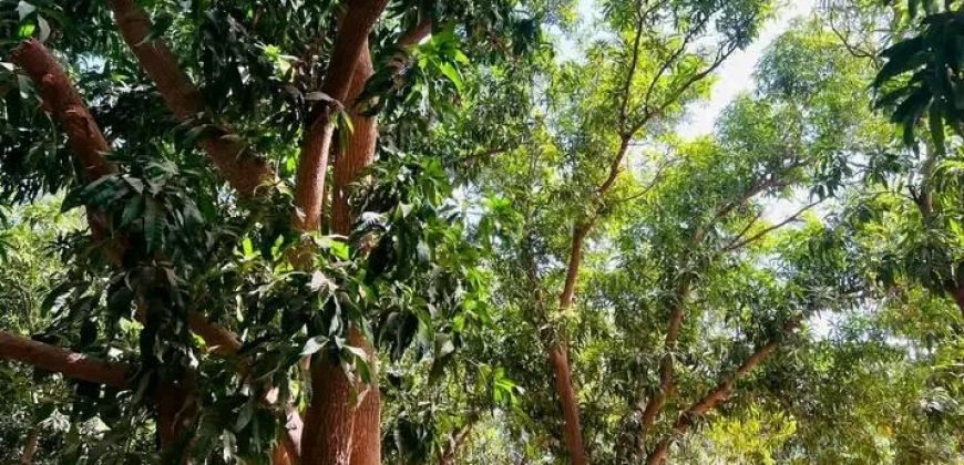 Jardin de 7000 m², au bord du Goudron Gamkalé