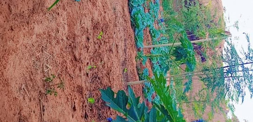 Jardin Clôturé de 750 m², 1 Chambre, Piscine de Poisson