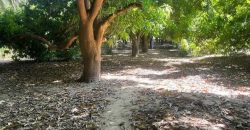 Grand Jardin de 5000 m², face Douane Harobanda