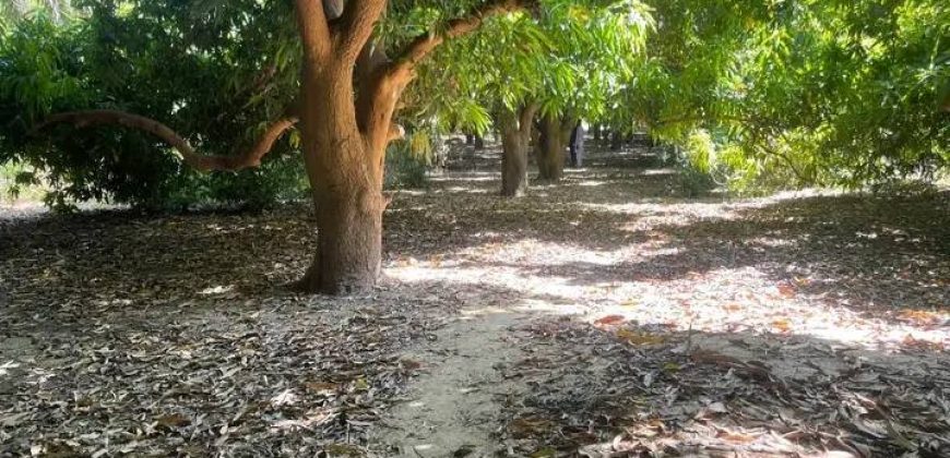 Grand Jardin de 5000 m², face Douane Harobanda