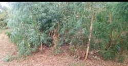 Grand Jardin de 5000 m², face Douane Harobanda
