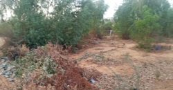 Grand Jardin de 5000 m², face Douane Harobanda