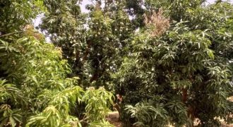 Grand Jardin de 5000 m², face Douane Harobanda