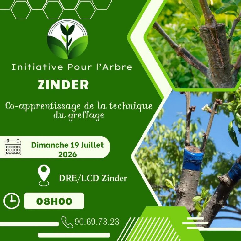 DIMANCHE UTILE À ZINDER : MAÎTRISEZ L’ART DU GREFFAGE ET BOOSTEZ VOS VERGERS